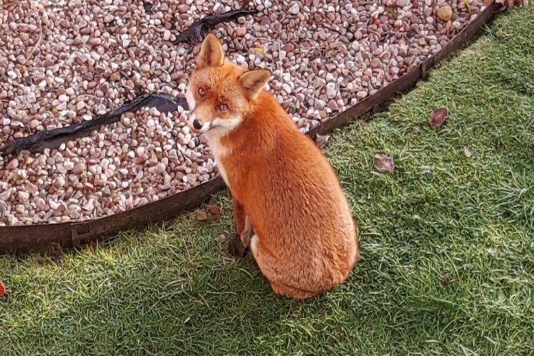 Fox