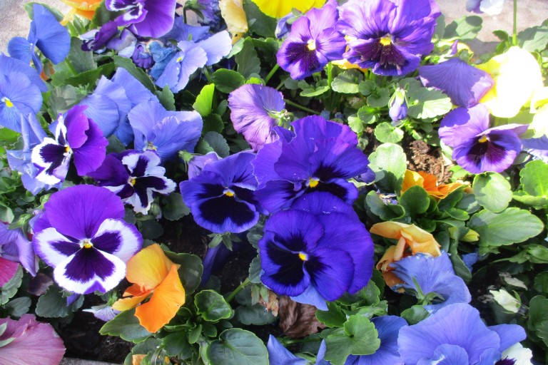 pansies 