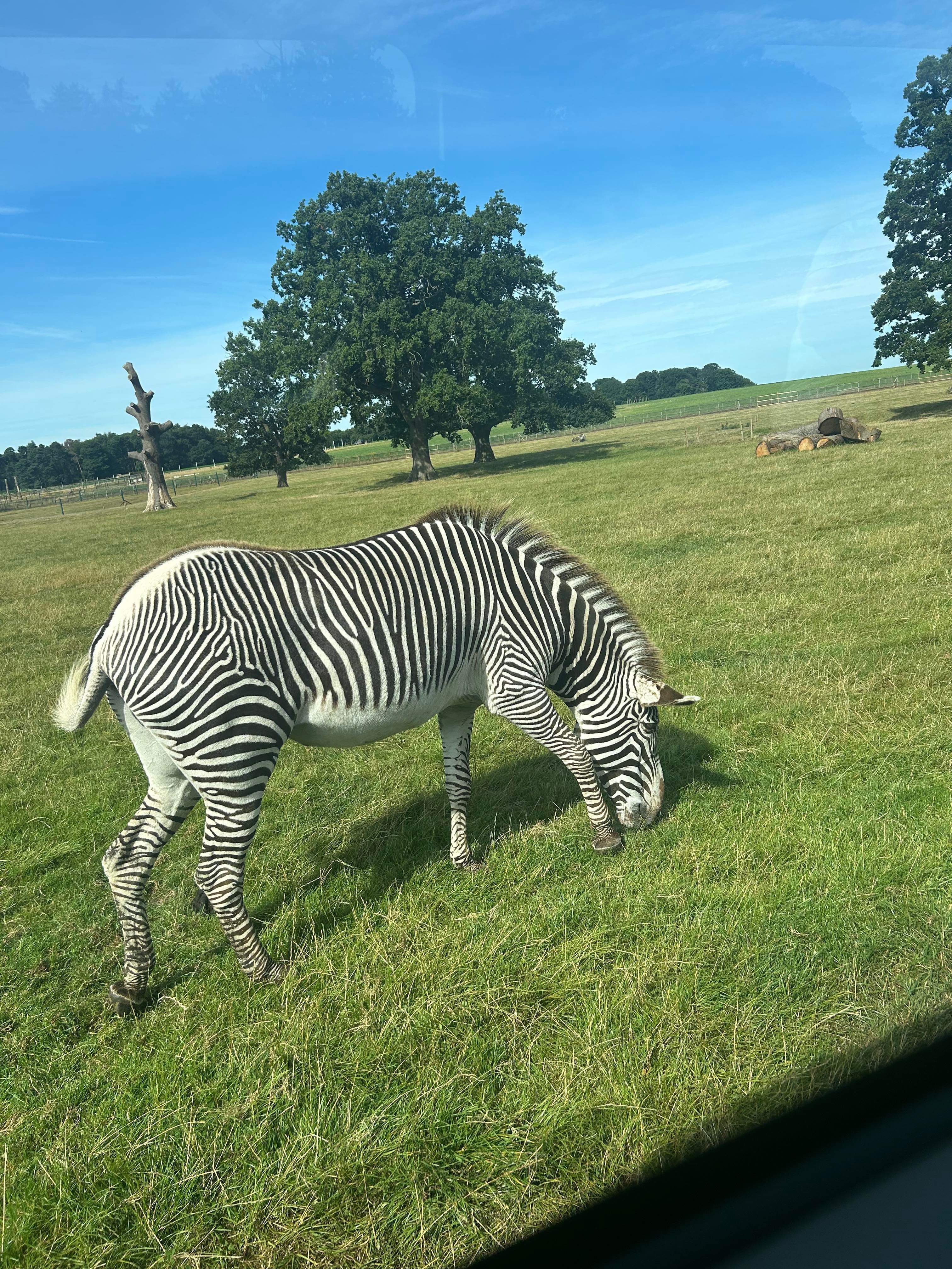 Wyndham safari park