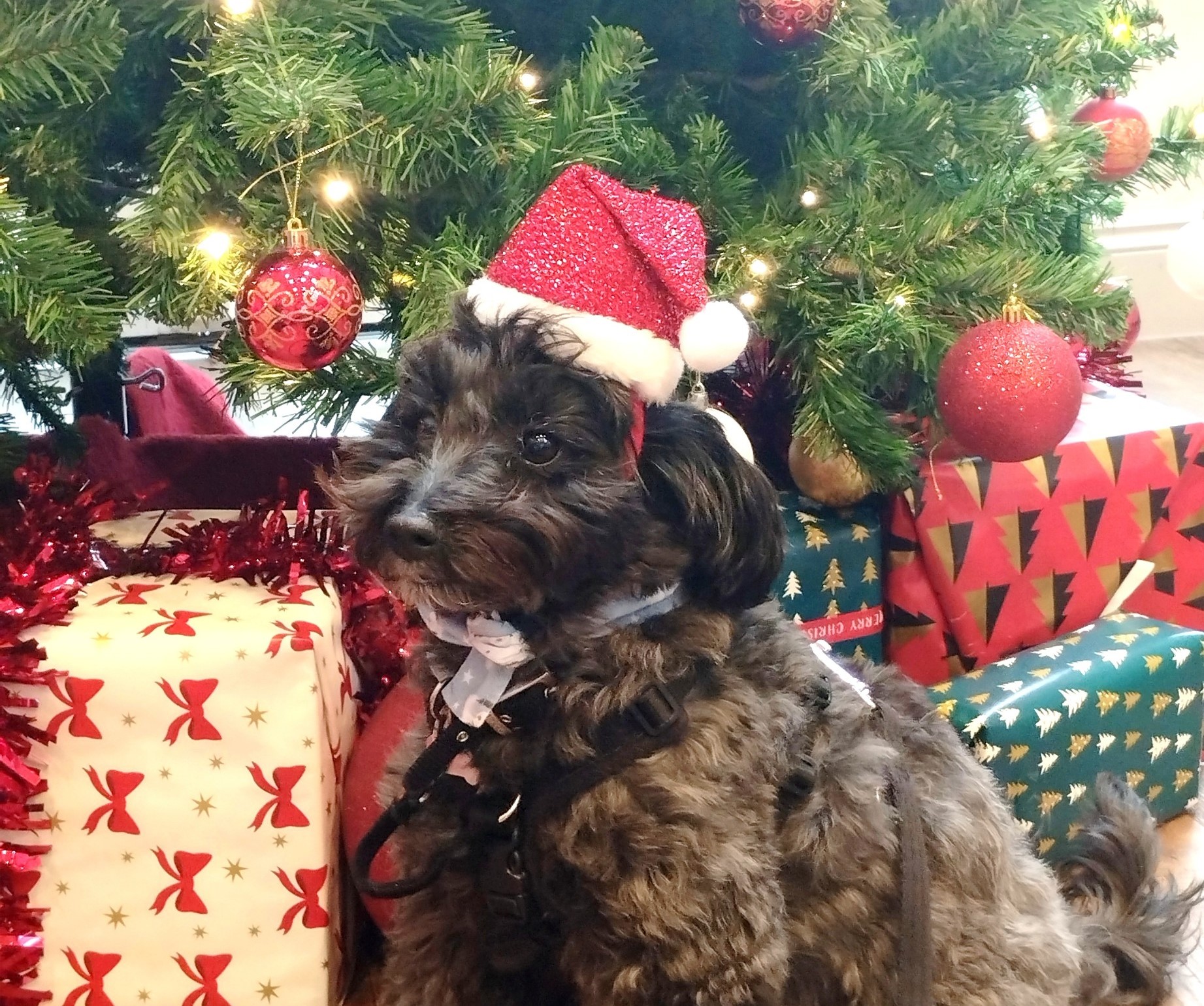 Therapy dog at Lace Hill