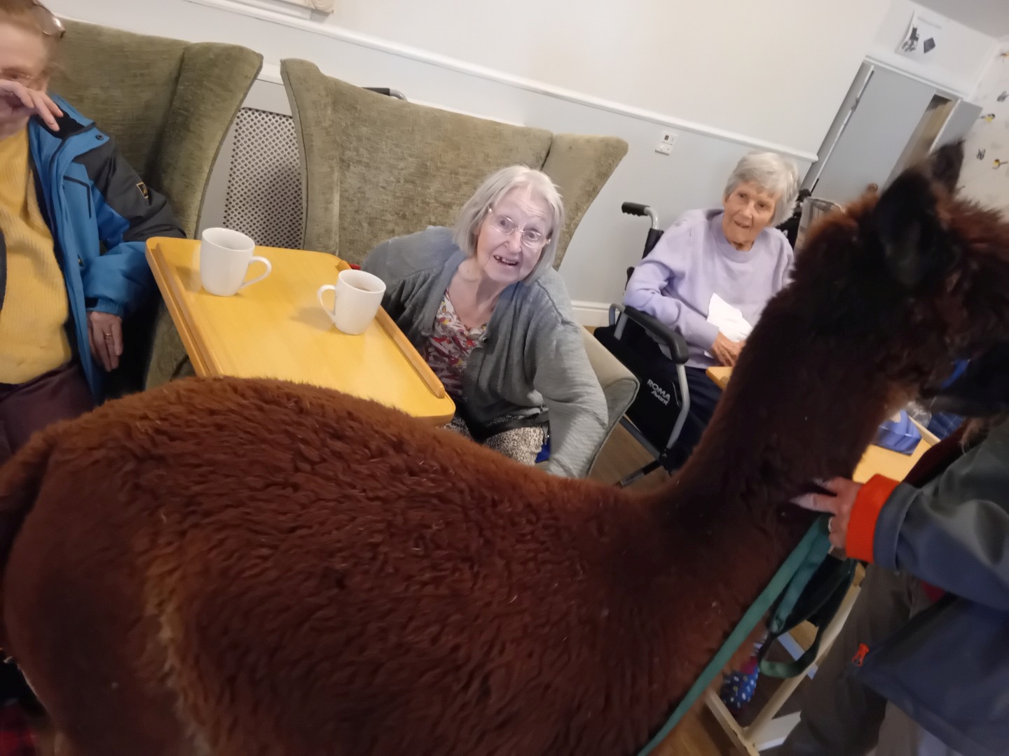 Alpacas Visit for Animal Therapy