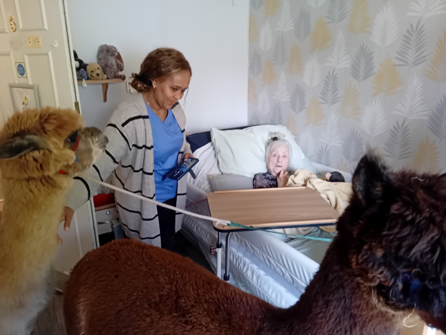 Alpacas Visit for Animal Therapy