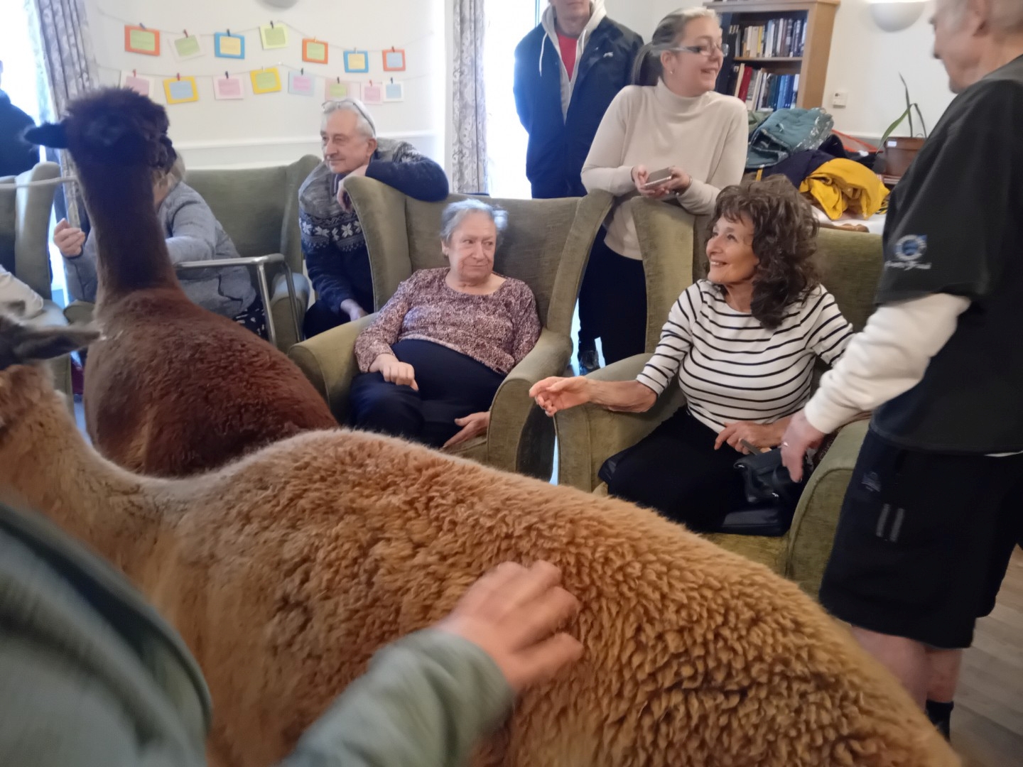 Alpacas Visit for Animal Therapy