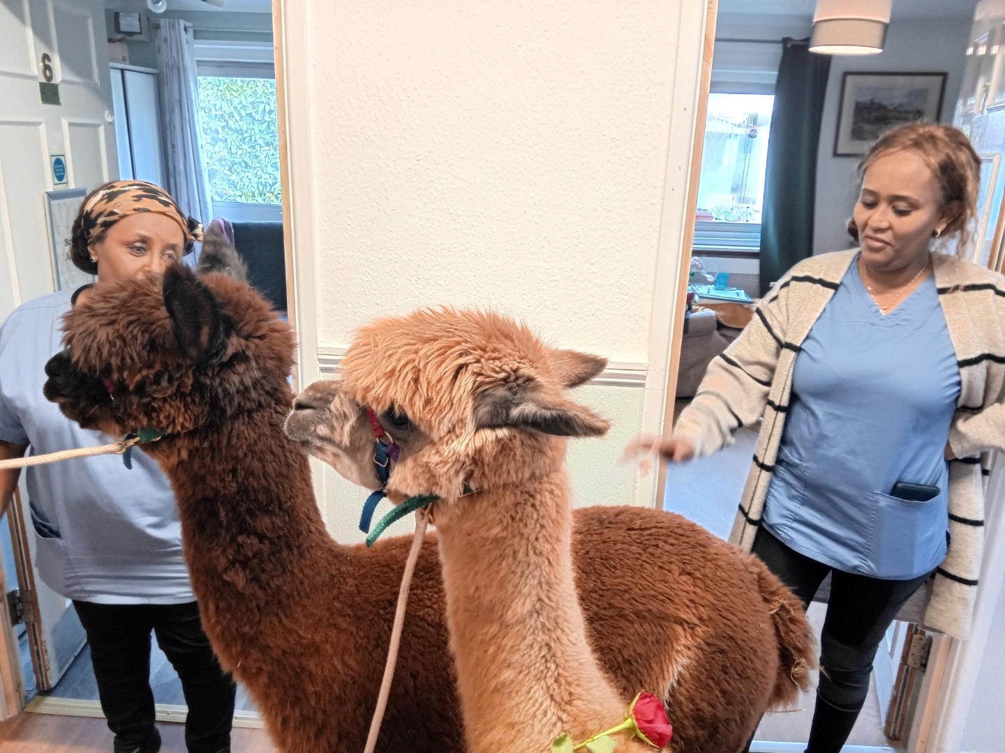 Alpacas Visit for Animal Therapy