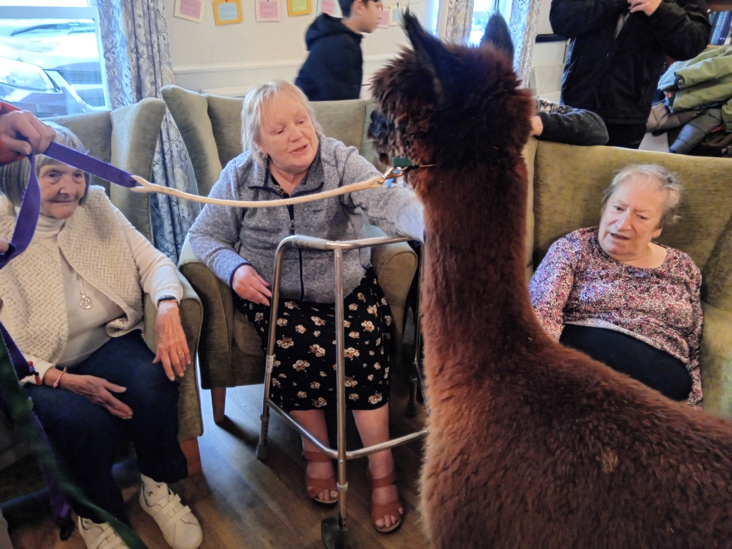 Alpacas Visit for Animal Therapy