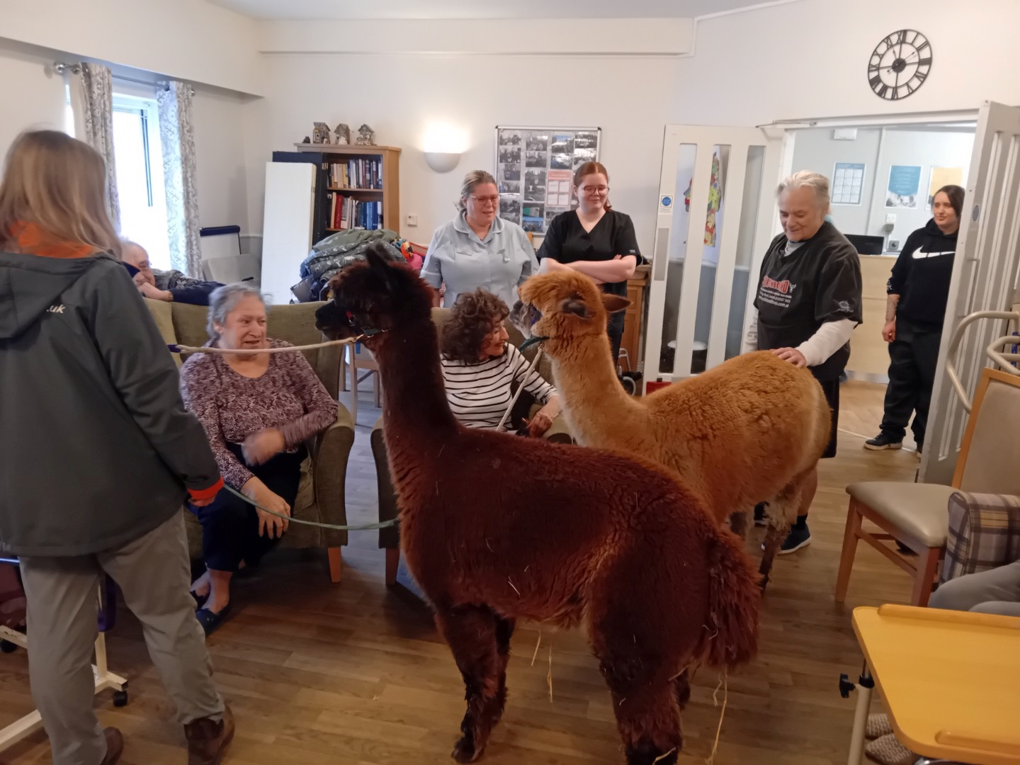 Alpacas Visit for Animal Therapy