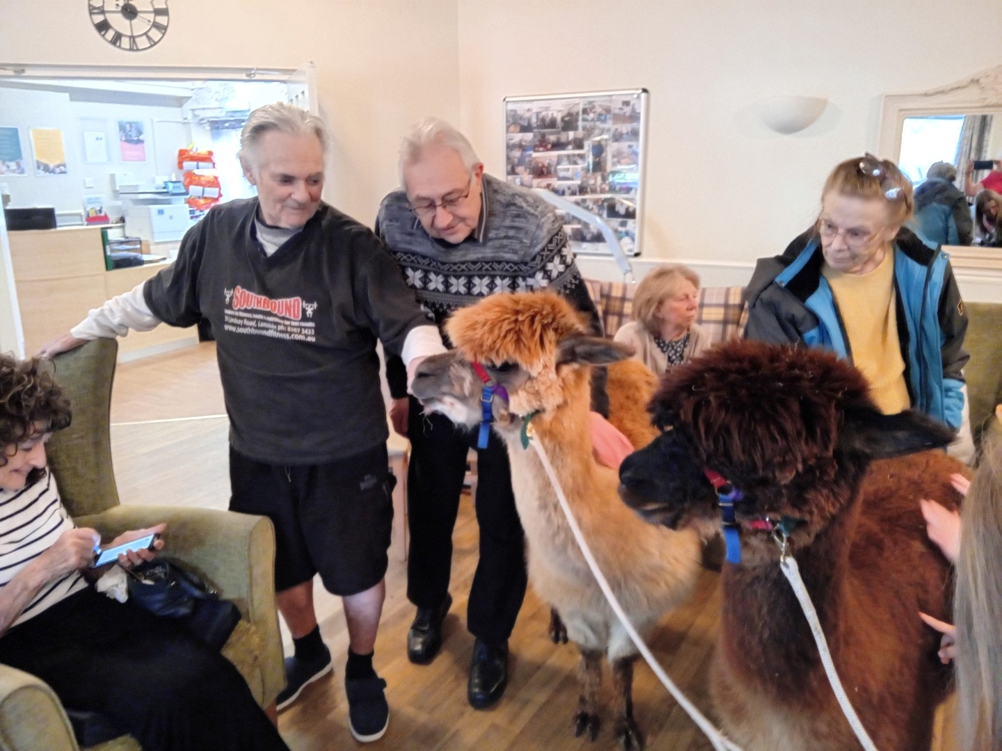 Alpacas Visit for Animal Therapy