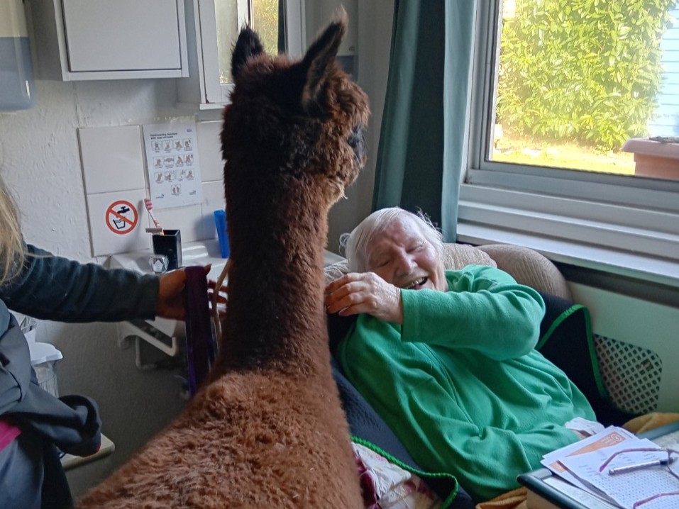 Alpacas Visit for Animal Therapy