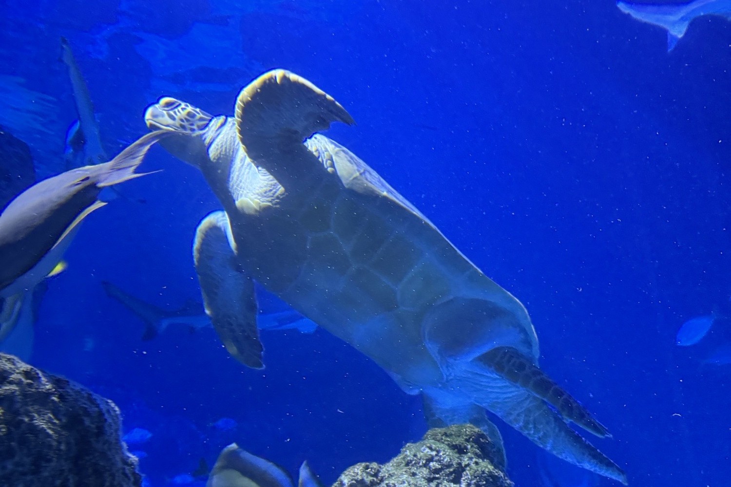 Bowerfield Court Manchester Sealife centre Day Trip