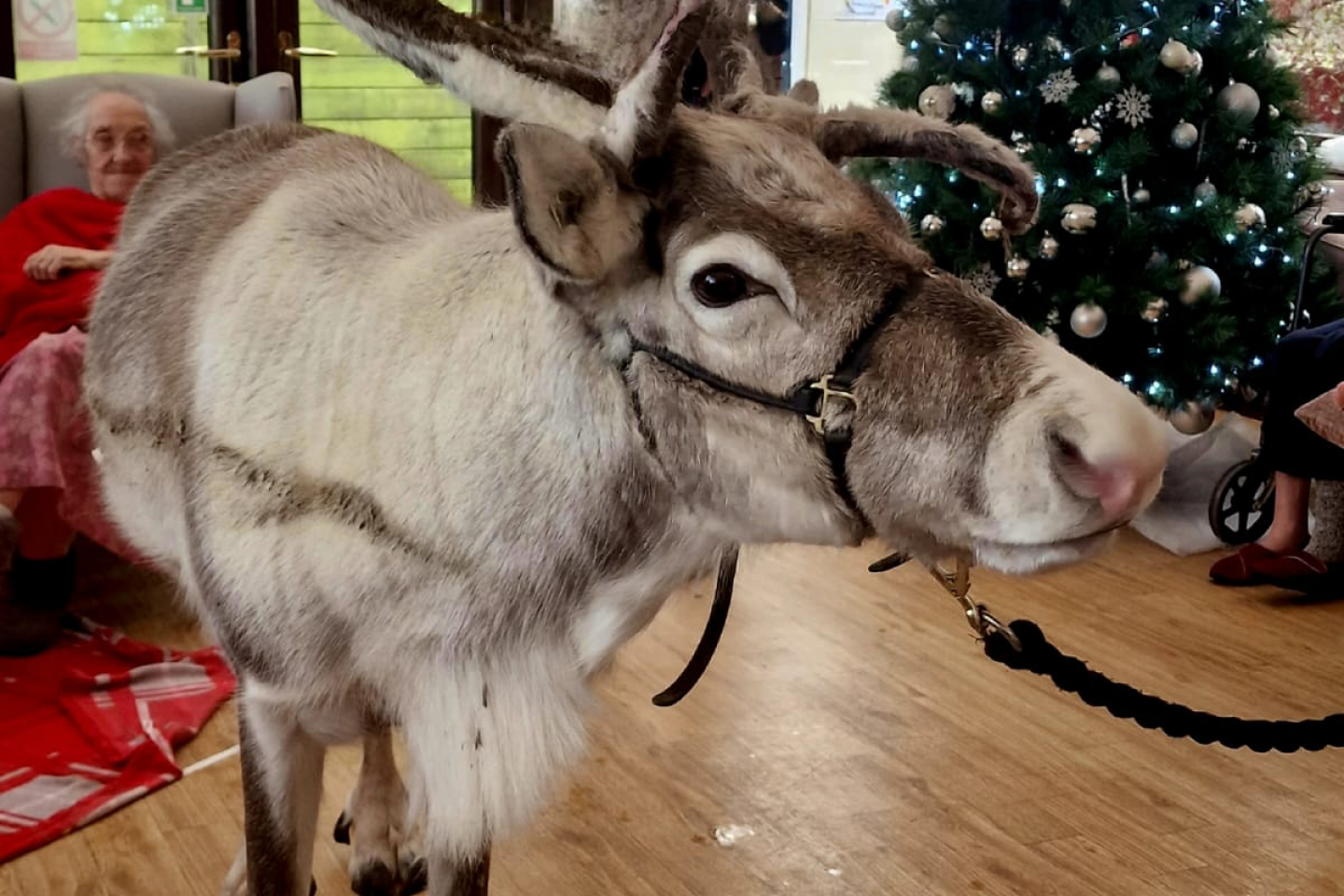 Reindeer visiting Corinthian House