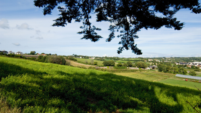 Pinewood field view