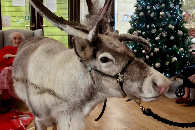 Reindeer visiting Corinthian House