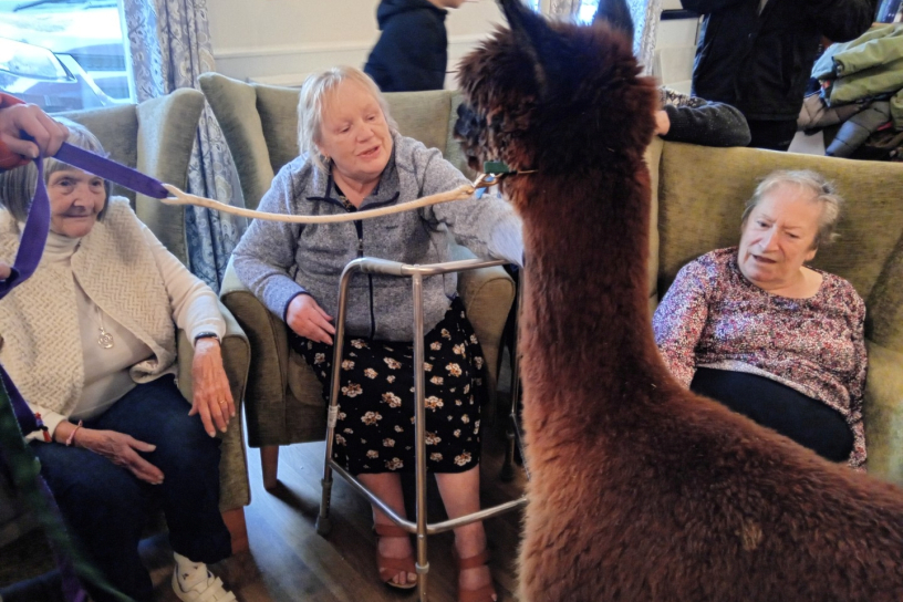 Alpacas Visit for Animal Therapy